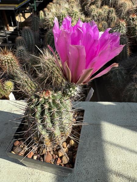 Echinocereus fendleri